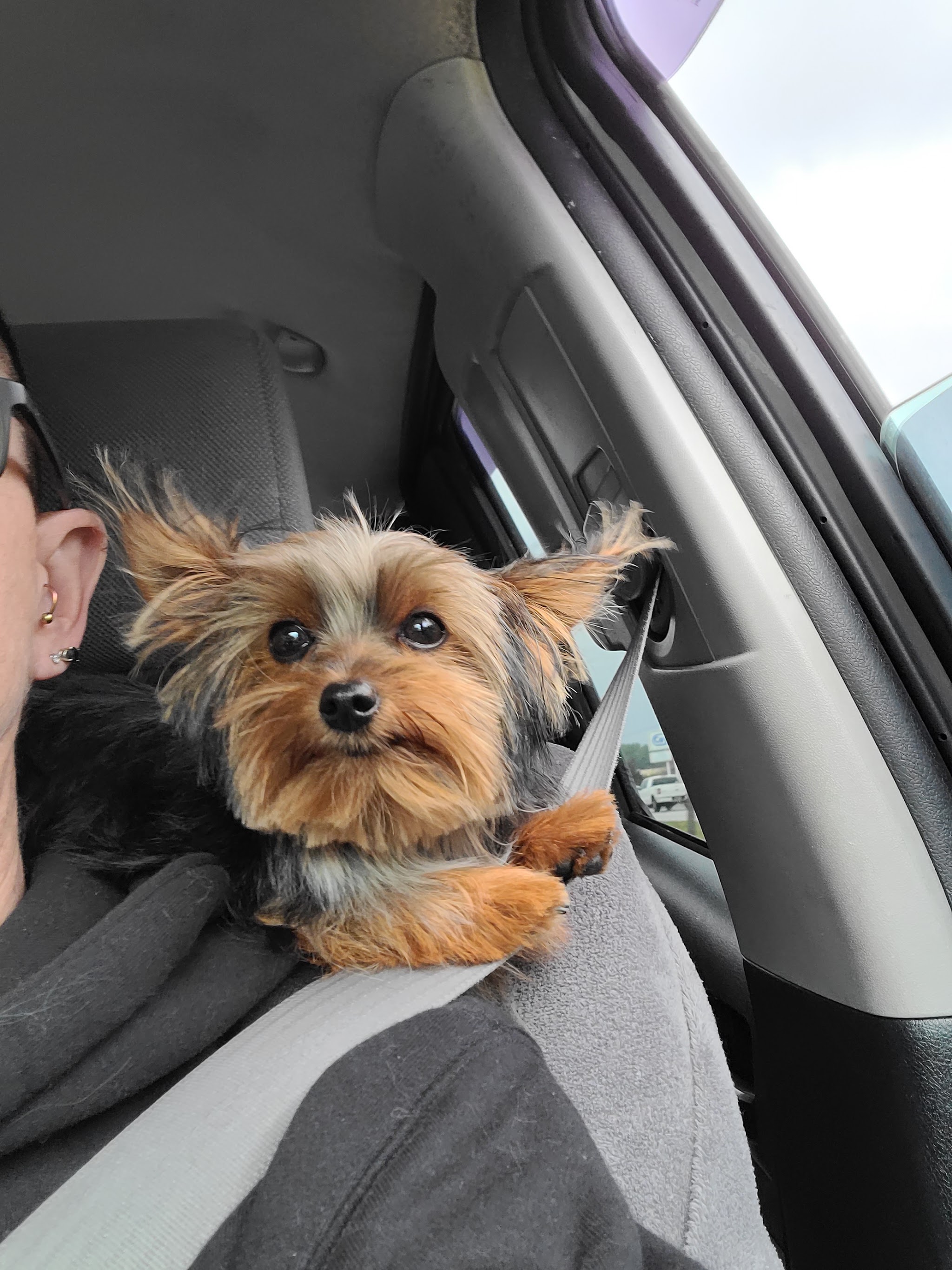 A Yorkie with ears blowing in the wind