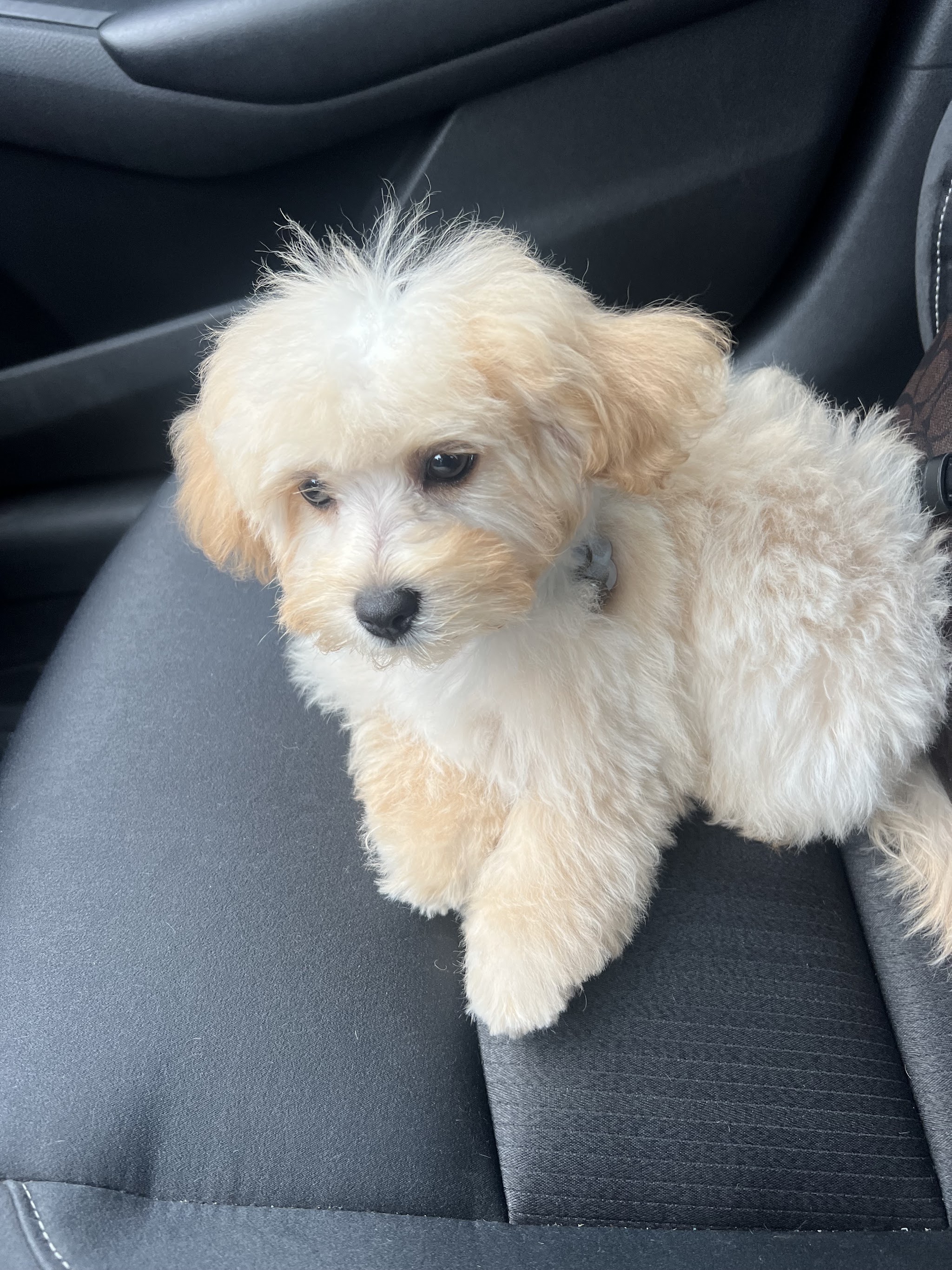 A fluffy cream and white puppy resting on a car seat