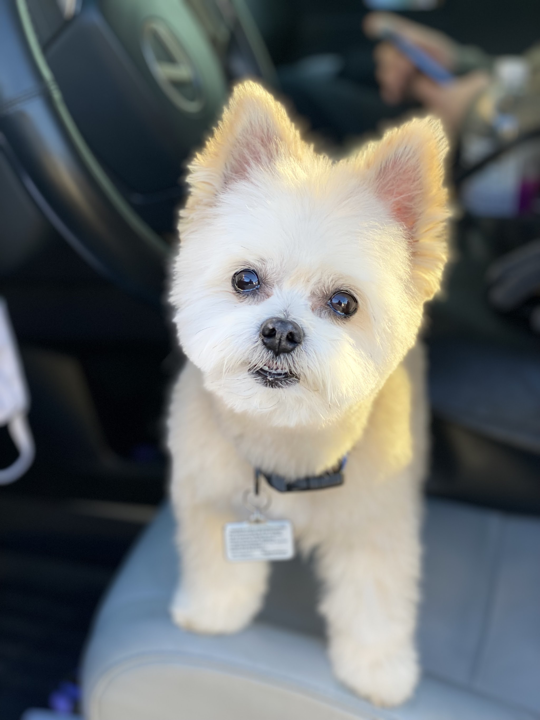 A fluffy cream pup with perky ears looking at the camera