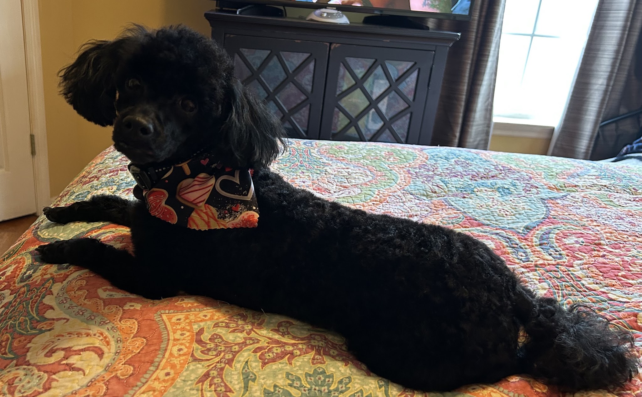 A black poodle in a heart-print bandana
