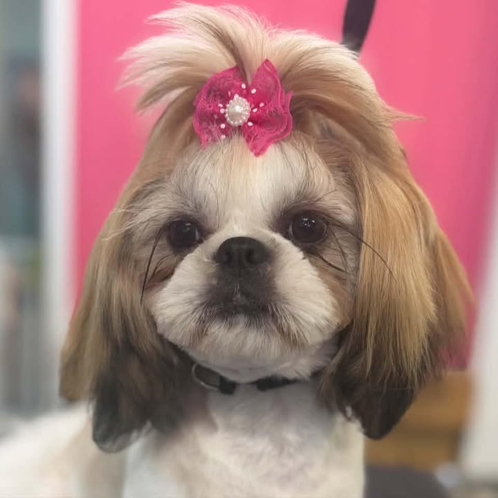 A freshly groomed shih tzu with a pink bow in her topknot